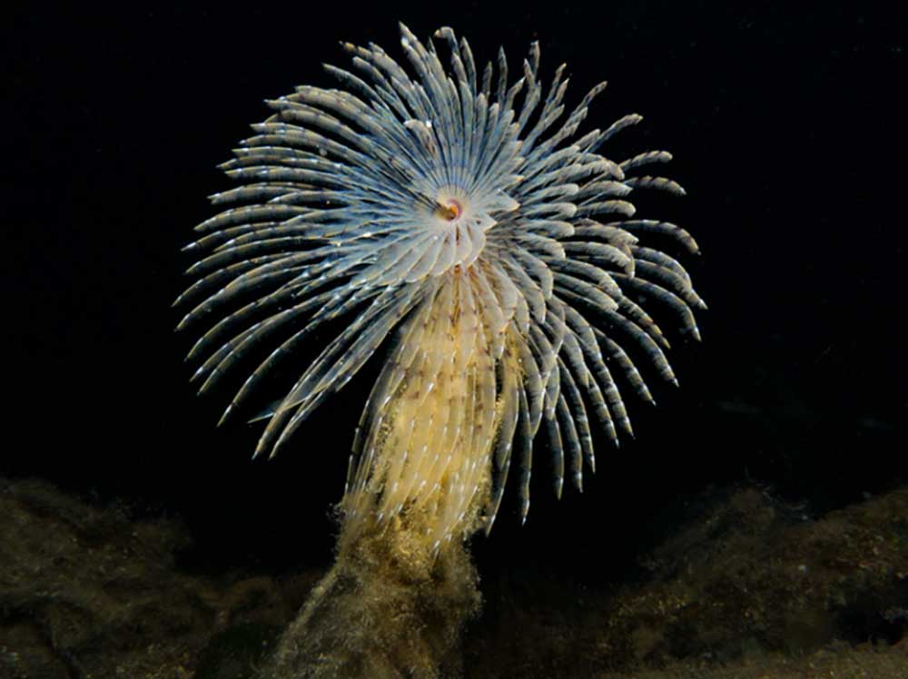 Feather Duster Tubeworm | Marine Life in Malta Gozo and Comino