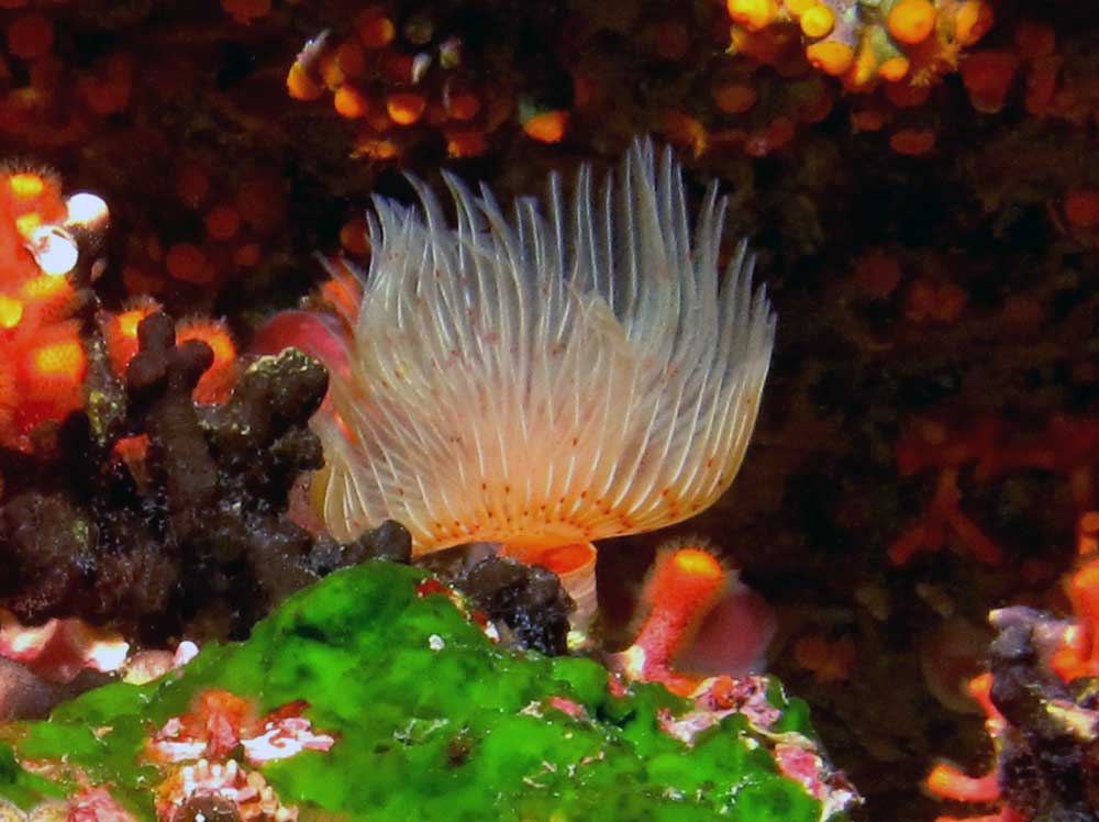 Feather Duster Tubeworm on a reef in Malta