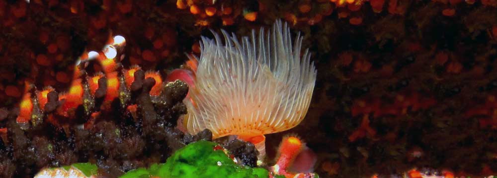 Feather Duster Tubeworm Red Spotted Horseshoe on coral in Gozo