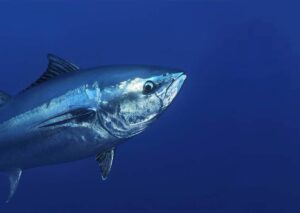 Atlantic Bluefin Tuna Atlantis Gozo Marine Life Guide