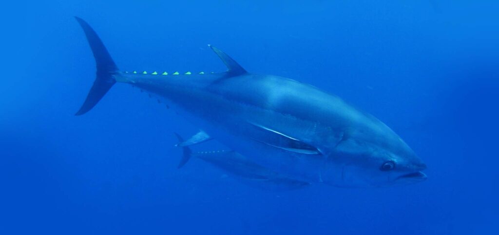Atlantic Bluefin Tuna Diving in Gozo Malta