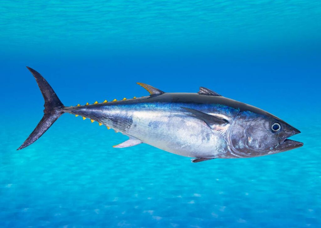 Bluefin Tuna Malta Marine Life