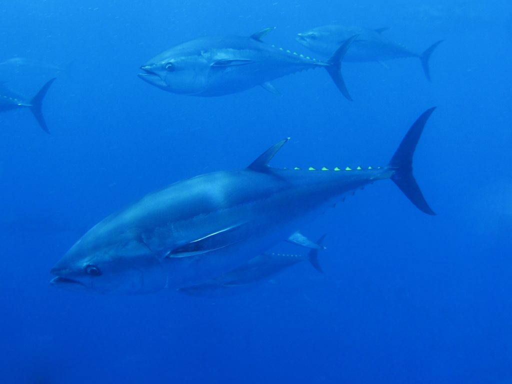 Thunnus thynnus (Atlantic Bluefin Tuna) - Atlantis Gozo