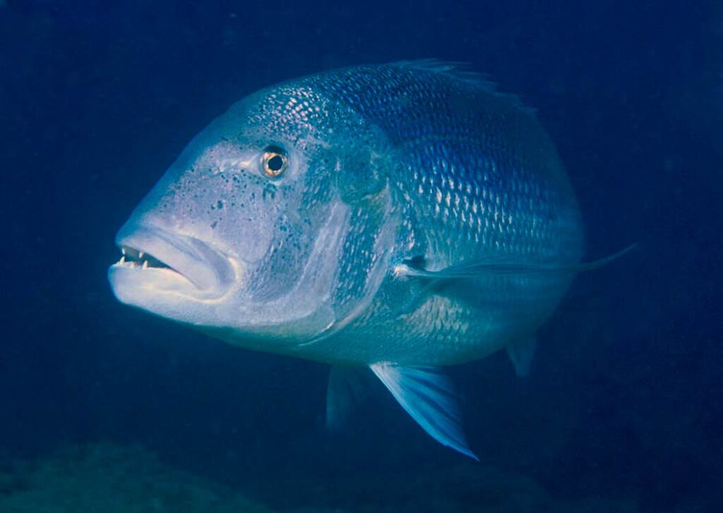 Dentex Fish ID Malta Marine Life Guide