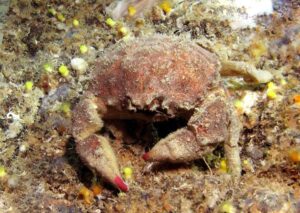Dromia personata (Sleepy Crab)