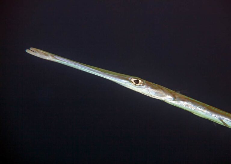 Bluespotted Cornetfish on night dive in Gozo