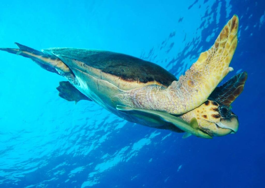 Remora Fish With Hawksbill Sea Turtle