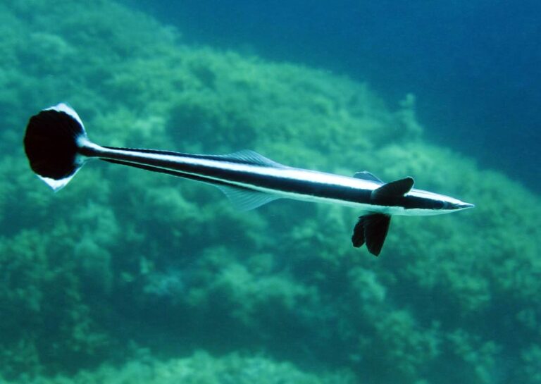 Remora remora Fish in Malta