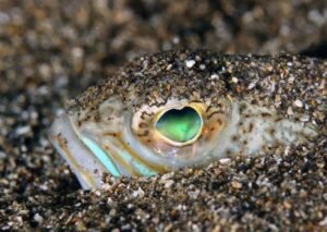 Starry Weever Hiding in Sand