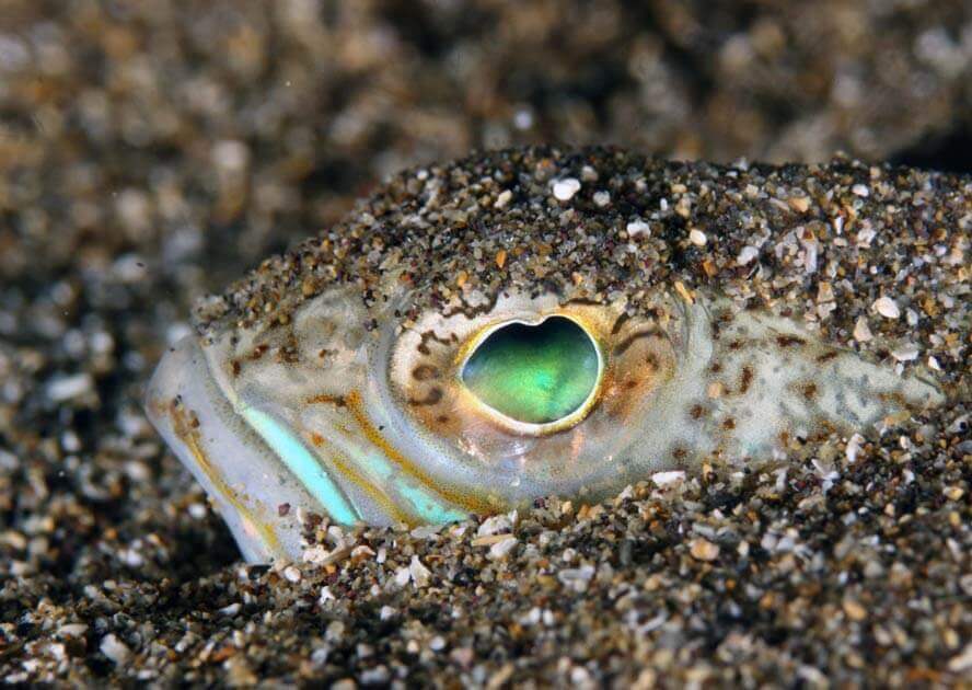 Starry Weever Hiding in Sand