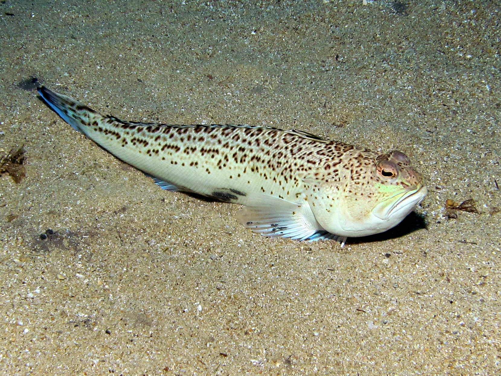 Pinna rudis (Rough Pen Shell) - Atlantis Gozo