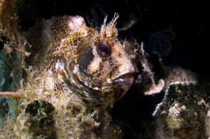 Tompot Blenny Fish seen diving at Reqqa Point in Gozo