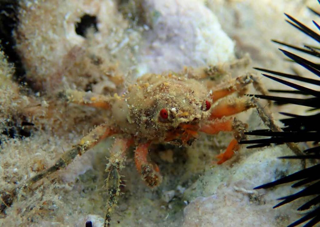 Cave Spider Crab (Herbstia condyliata)