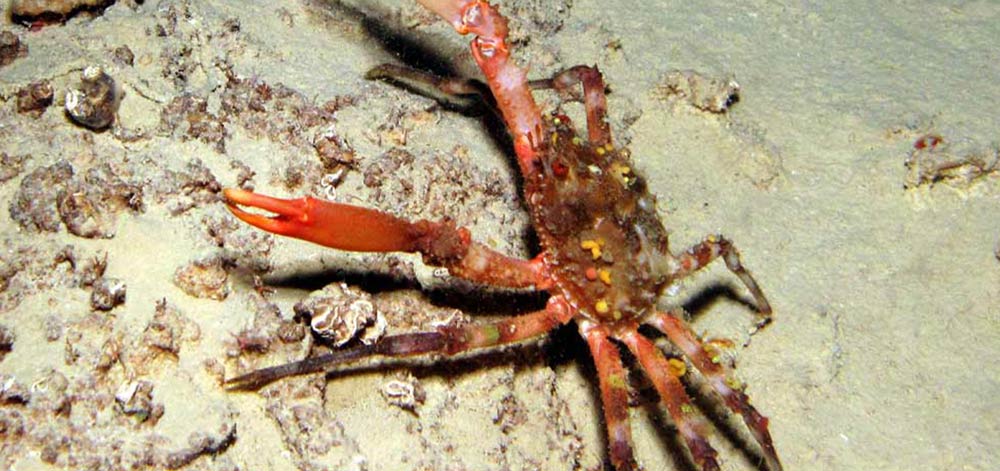 Cave Spider Crab diving in Gozo Malta
