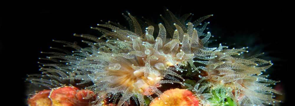 Mediterranean Stony Corals Gozo Malta