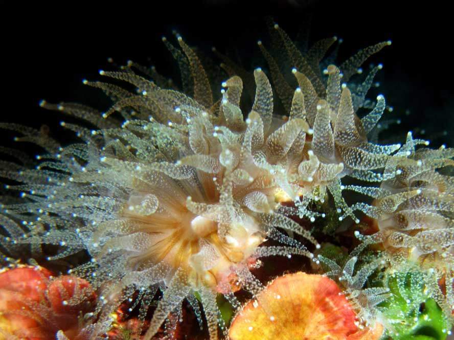 Mediterranean Stony Corals Macro Photograph