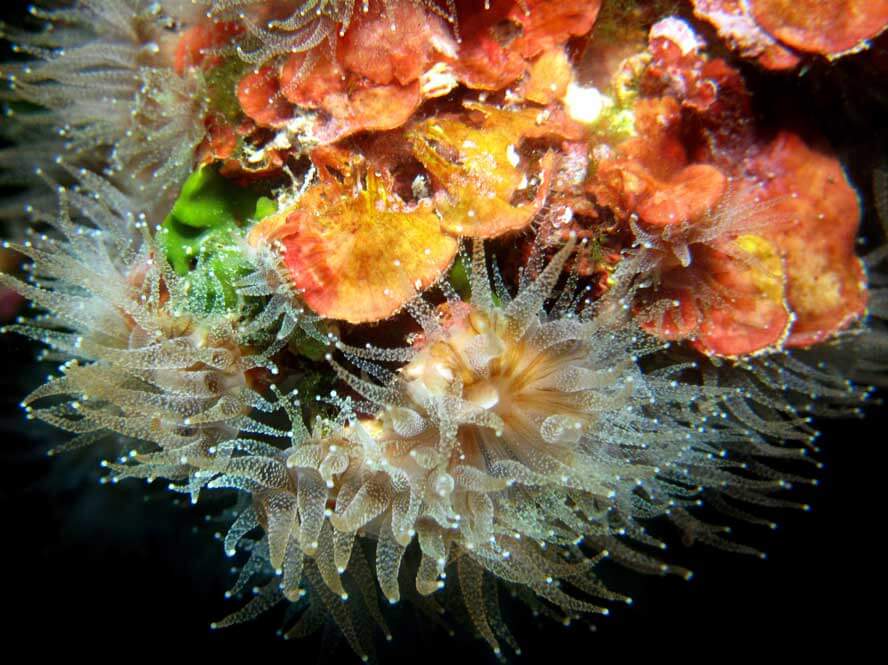 Mediterranean Stony Corals