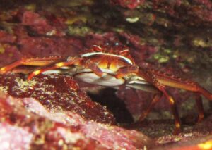 Sally Lightfoot Crab Malta Marine Life Guide