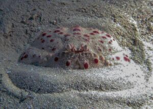 Spotted Shamefaced Boxer Crab