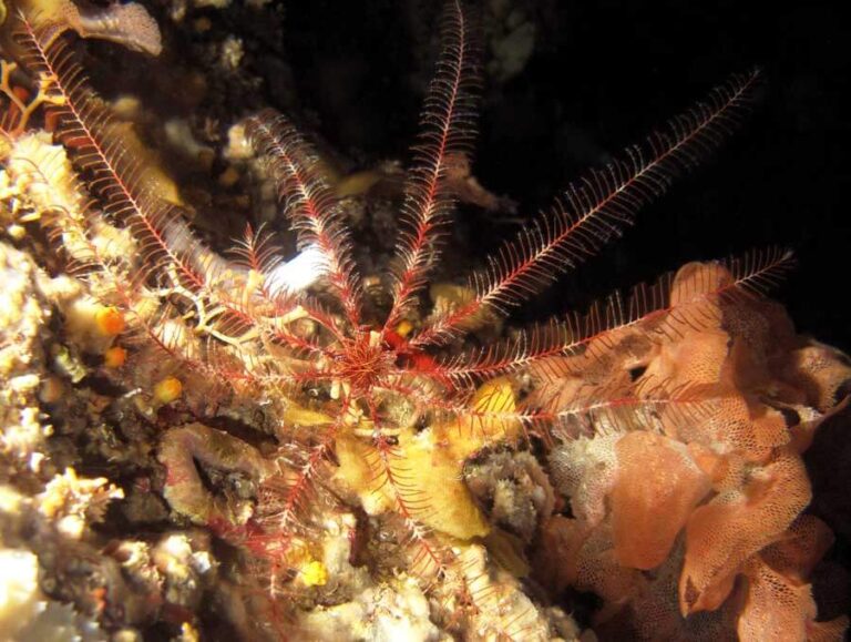 Mediterranean Feather Star in Malta