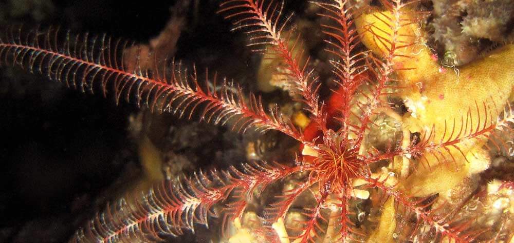 Feather Starfish marine life of Malta