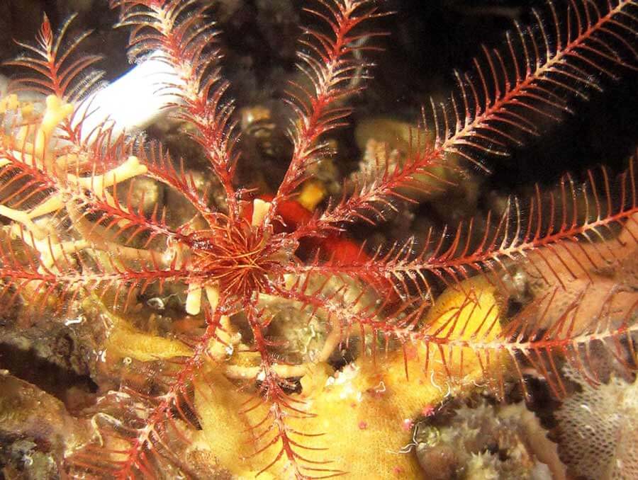 Macro Sealife Mediterranean Feather Star