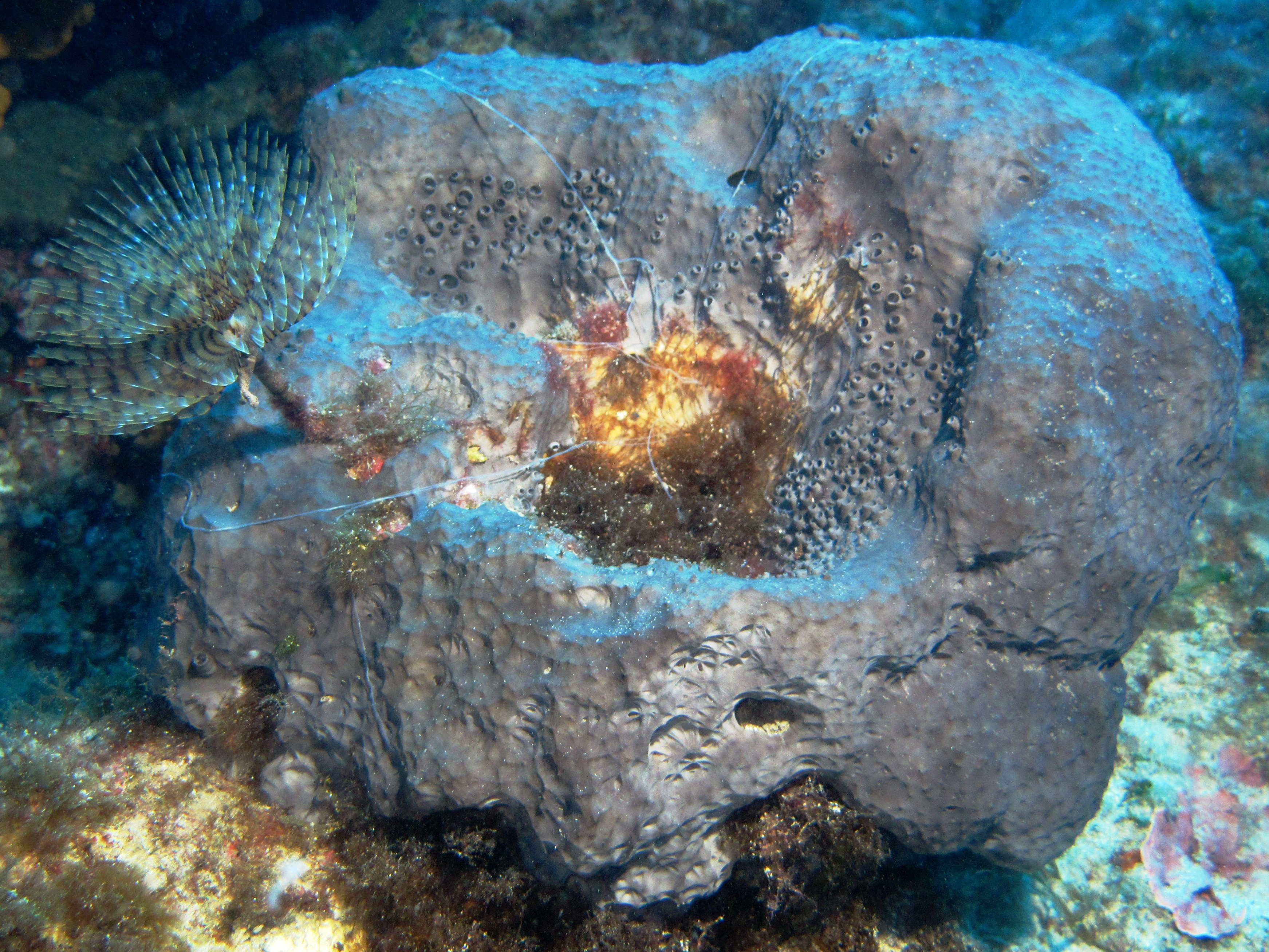 Facts About Sponges (Porifera)