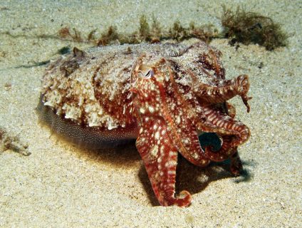 cuttlefish camouflage