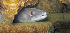 Conger eel Marine Life Guide Gozo Malta