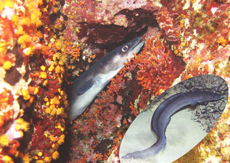 European Conger Eel Marine Life guide