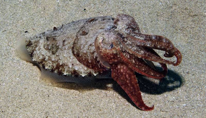 Cuttlefish Colour change Malta Marine Life Guide