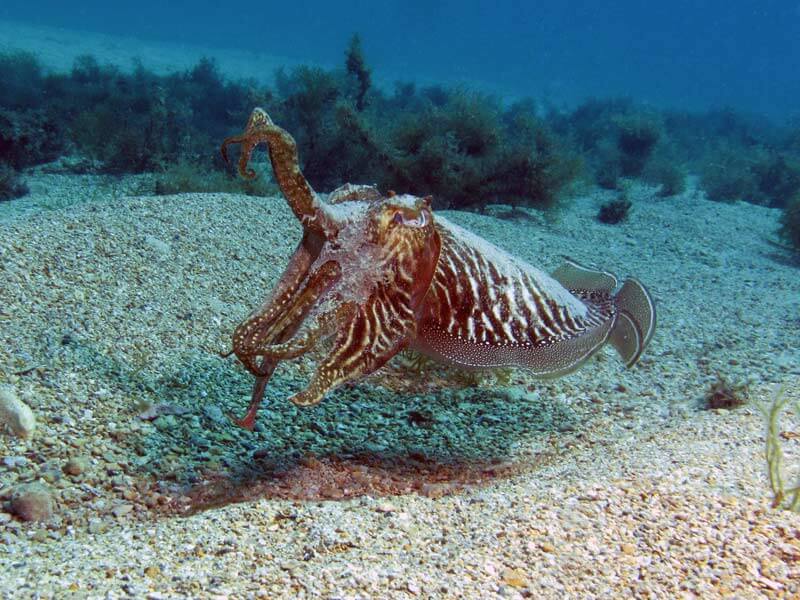 Cuttlefish Defense Malta Marine Life Guide