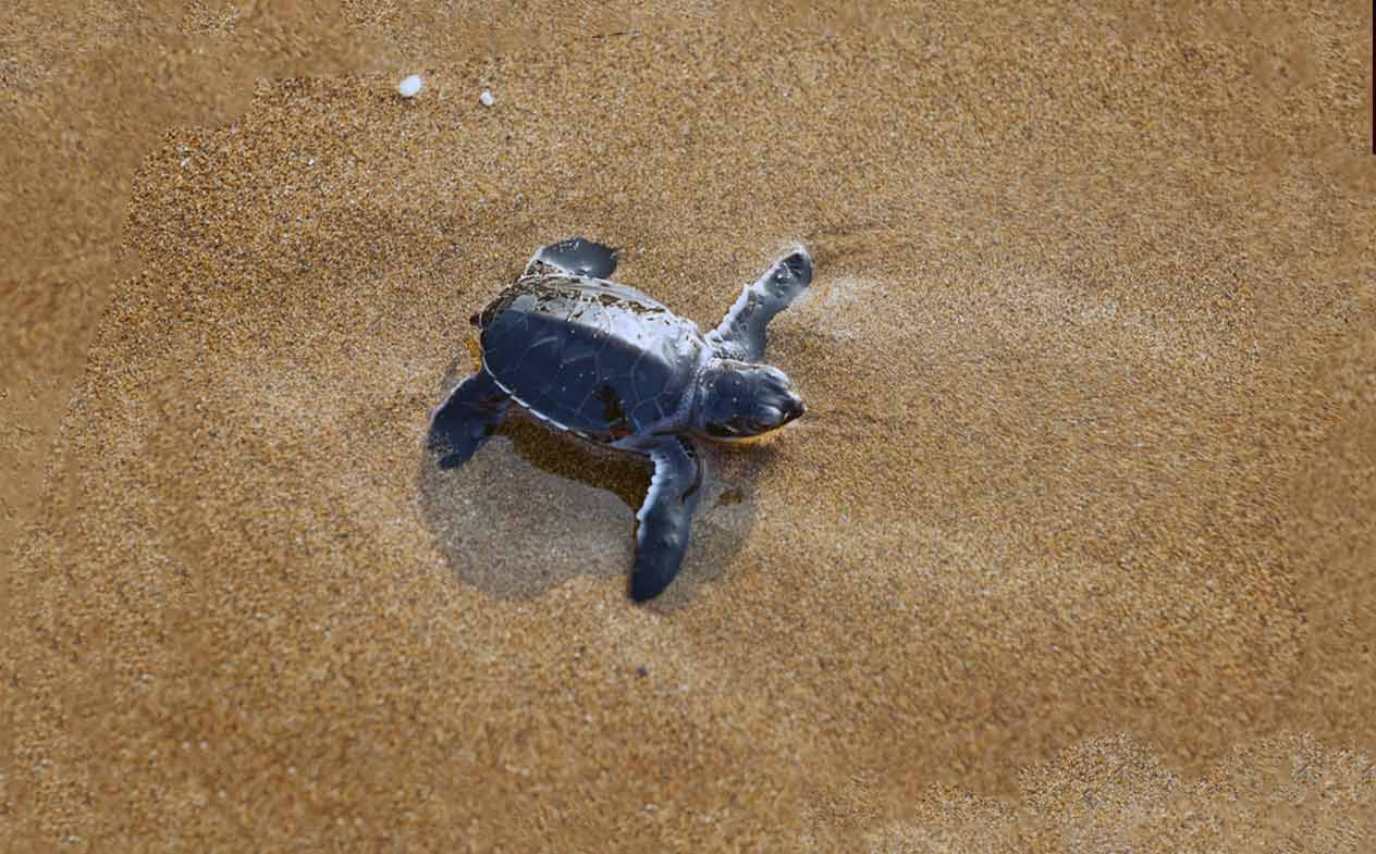 Baby Loggerhead Turtles Born in Gozo