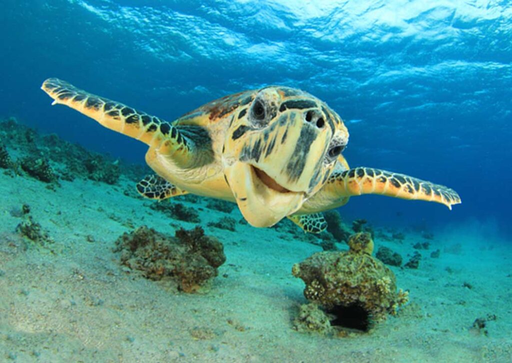 Diving With Hawksbill Sea Turtles Gozo Malta Marine Life Guide