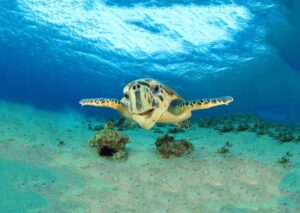 Hawksbill Sea Turtles Gozo Malta Marine Life Guide