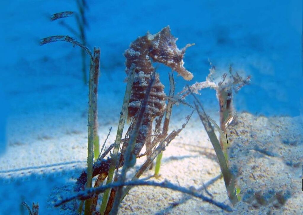 Long Snouted Seahorse diving in Gozo Malta
