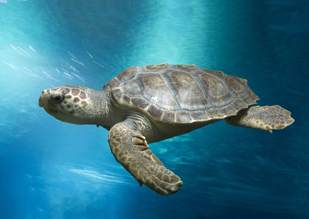 loggerhead turtles (Caretta caretta) Marine Life Guide Malta