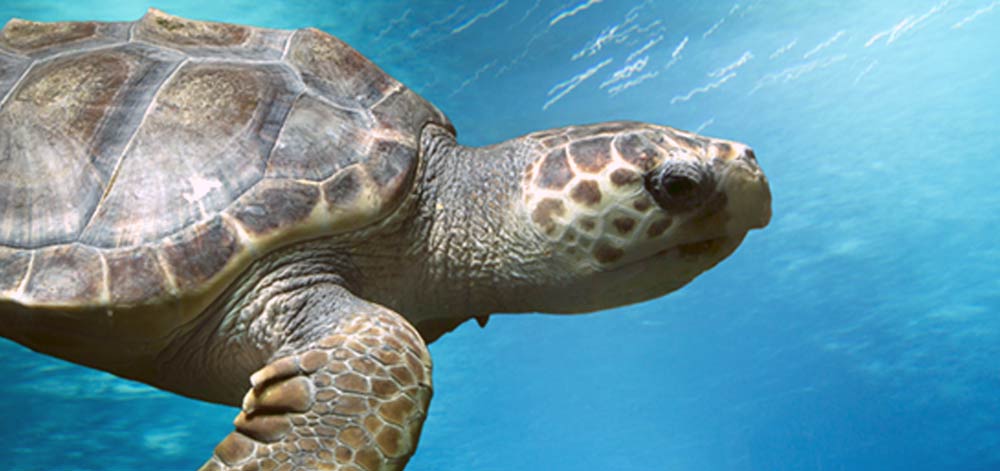 loggerhead turtles Gozo) Marine Life Guide Malta