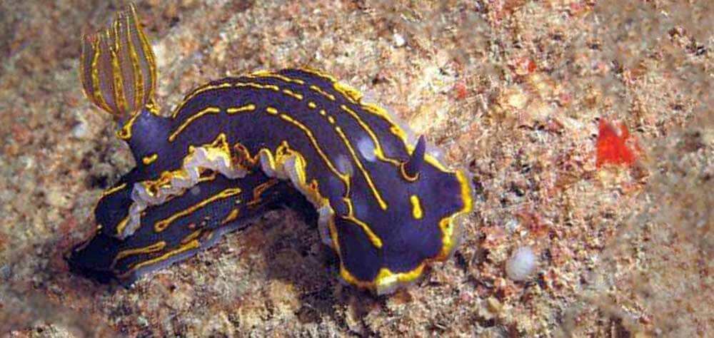 Felimare picta in the Mediterranean Sea near Malta