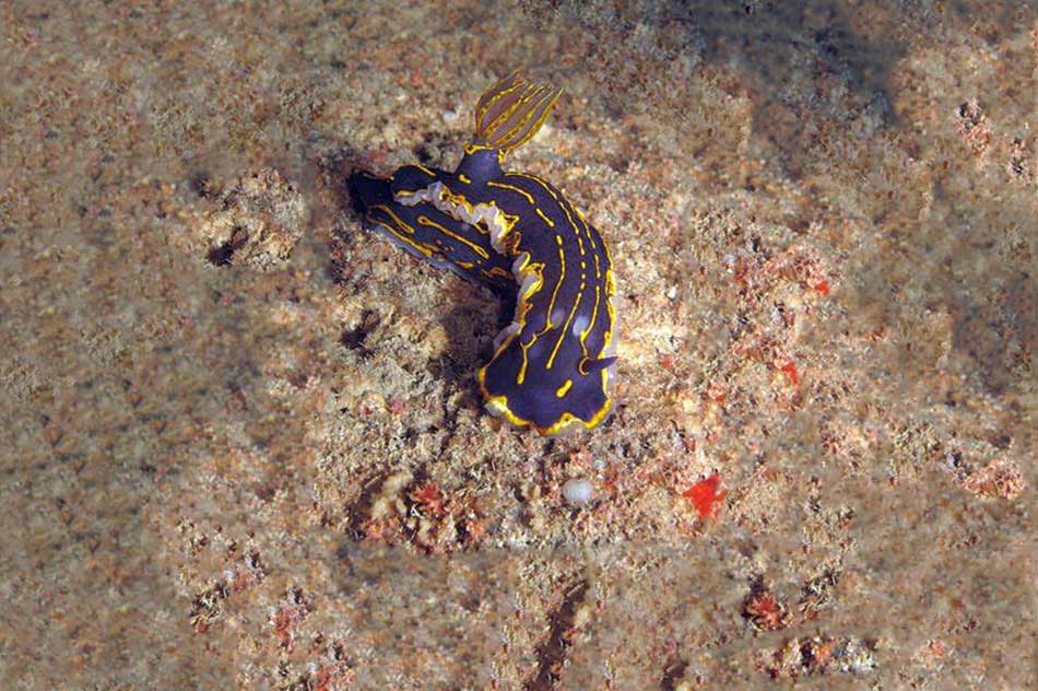 Regal Doris Nudibranch Felimare picta at Inland Sea Gozo