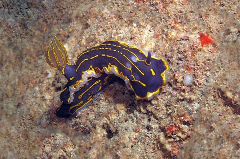 Regal Doris Felimare picta Seaslug in Gozo