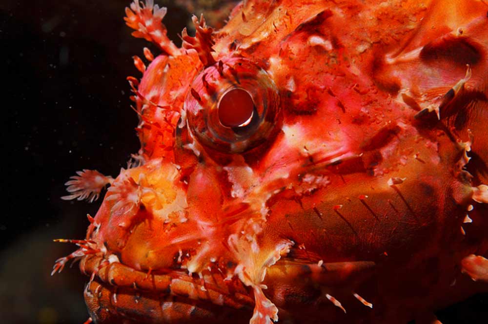 Head of Scorpion fish Close Up at Reqqa Point