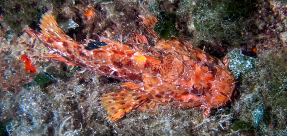 Scorpion fish hiding in plain site at Fessej rock dive site in Malta