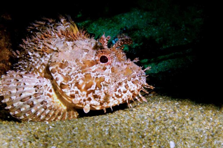 Scorpionfish also known as Scorpaena scrofa