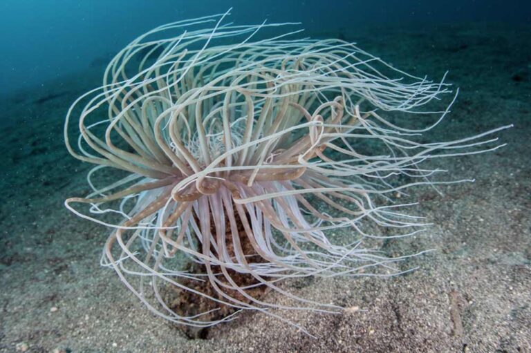 Tube Anemone at the bluehole in Gozo