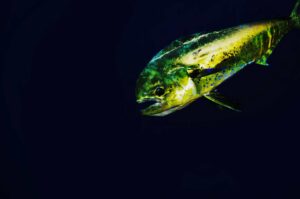 mahi mahi common dolphinfish Coryphaena hippurus in Gozo